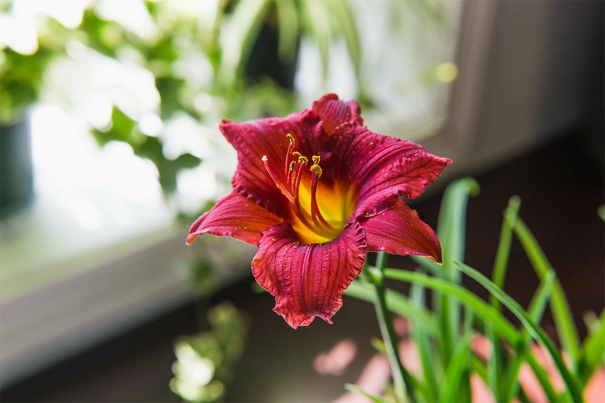 Perfect Plants All Shrubs & Hedges Little Business Daylily Shrub 11 Perfect Plants All Shrubs & Hedges Little Business Daylily Shrub