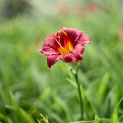 Perfect Plants All Shrubs & Hedges Little Business Daylily Shrub 13 Perfect Plants All Shrubs & Hedges Little Business Daylily Shrub