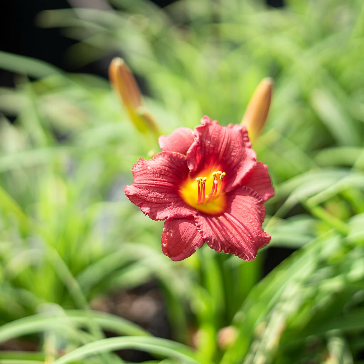 Perfect Plants All Shrubs & Hedges Little Business Daylily Shrub 4 Perfect Plants All Shrubs & Hedges Little Business Daylily Shrub