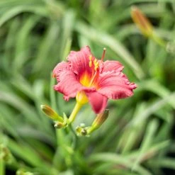 Perfect Plants All Shrubs & Hedges Little Business Daylily Shrub 16 Perfect Plants All Shrubs & Hedges Little Business Daylily Shrub