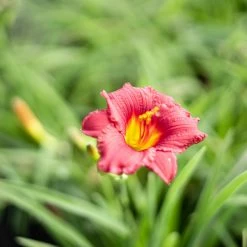 Perfect Plants All Shrubs & Hedges Little Business Daylily Shrub 15 Perfect Plants All Shrubs & Hedges Little Business Daylily Shrub