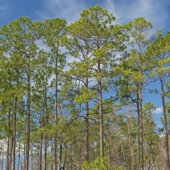 Perfect Plants Longleaf Pine Tree All Trees 10 Perfect Plants Longleaf Pine Tree All Trees