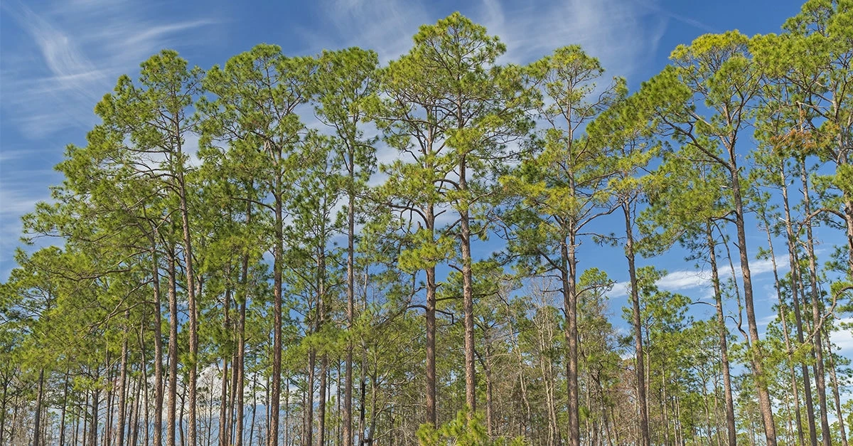 Perfect Plants Longleaf Pine Tree All Trees 5 Perfect Plants Longleaf Pine Tree All Trees
