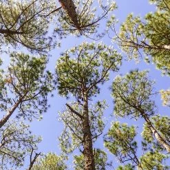 Perfect Plants Longleaf Pine Tree All Trees 11 Perfect Plants Longleaf Pine Tree All Trees