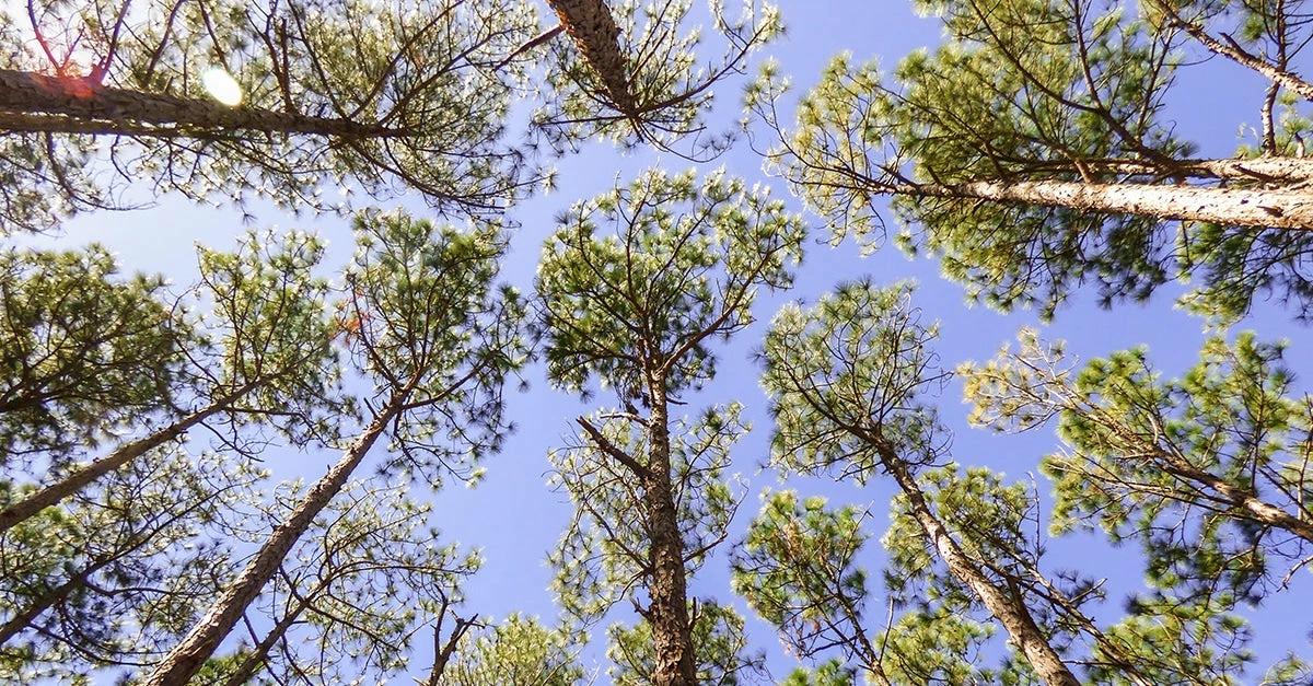 Perfect Plants Longleaf Pine Tree All Trees 6 Perfect Plants Longleaf Pine Tree All Trees