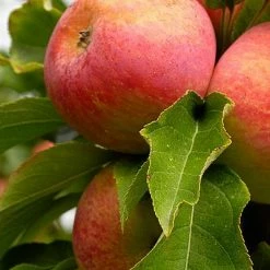 Perfect Plants Red Fuji Apple Tree 9 Perfect Plants Red Fuji Apple Tree