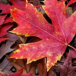 Perfect Plants Autumn Blaze Maple Tree All Trees