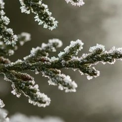 Perfect Plants All Trees Thuja Green Giant Tree