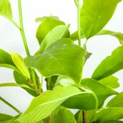 Perfect Plants All Trees Ann Magnolia Tree