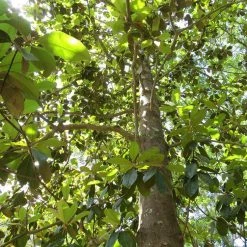 Perfect Plants All Trees Dd Blanchard Magnolia Tree