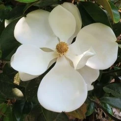 Perfect Plants All Trees Dd Blanchard Magnolia Tree