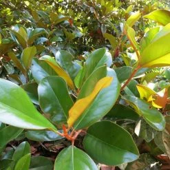 Perfect Plants All Trees Dd Blanchard Magnolia Tree