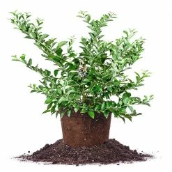 Perfect Plants All Fruit & Nut Trees Tifblue Blueberry Bush 11 Perfect Plants All Fruit & Nut Trees Tifblue Blueberry Bush
