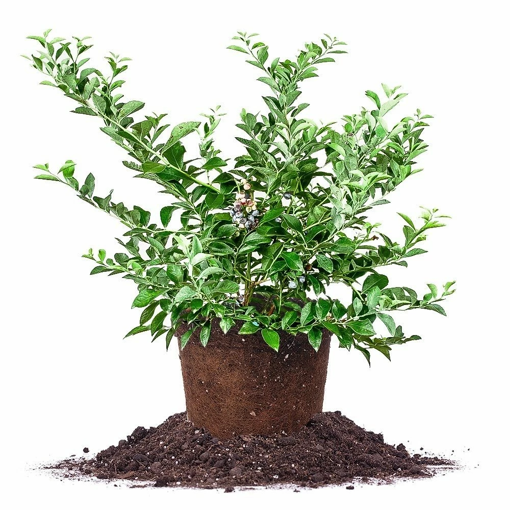 Perfect Plants All Fruit & Nut Trees Tifblue Blueberry Bush 6 Perfect Plants All Fruit & Nut Trees Tifblue Blueberry Bush