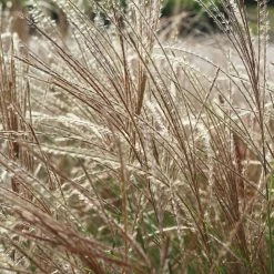 Perfect Plants All Shrubs & Hedges Miscanthus Gracillimus Shrub