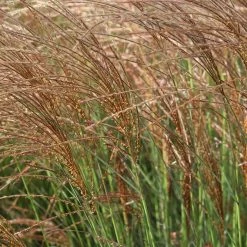Perfect Plants All Shrubs & Hedges Miscanthus Gracillimus Shrub