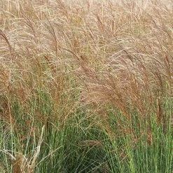 Perfect Plants All Shrubs & Hedges Miscanthus Gracillimus Shrub