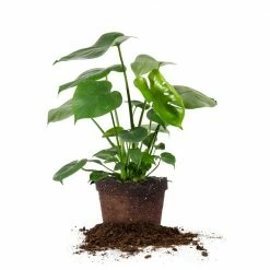 Perfect Plants Monstera Deliciosa