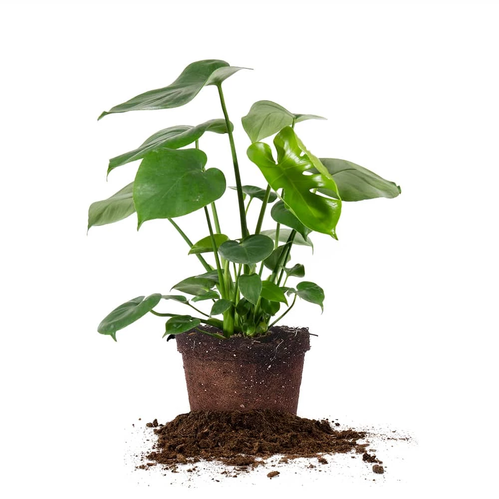 Perfect Plants Monstera Deliciosa 1 Perfect Plants Monstera Deliciosa