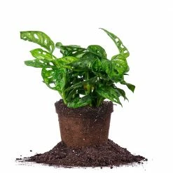 Perfect Plants Monstera Adansonii All Houseplants