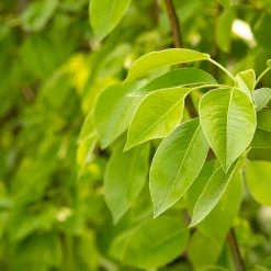 Perfect Plants All Fruit & Nut Trees Moonglow Pear Tree