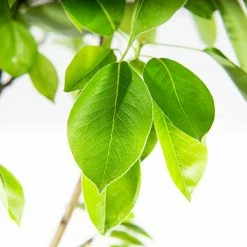 Perfect Plants All Fruit & Nut Trees Moonglow Pear Tree