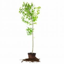 Perfect Plants All Fruit & Nut Trees Moonglow Pear Tree