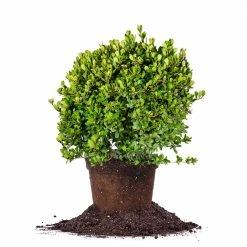 Perfect Plants Mrs Schiller’s Delight Viburnum All Shrubs & Hedges