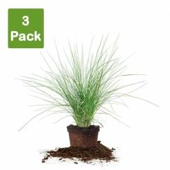 Perfect Plants All Shrubs & Hedges Dwarf Pink Muhly Grass Shrub