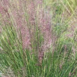 Perfect Plants All Shrubs & Hedges Dwarf Pink Muhly Grass Shrub