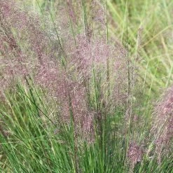 Perfect Plants All Shrubs & Hedges Dwarf Pink Muhly Grass Shrub