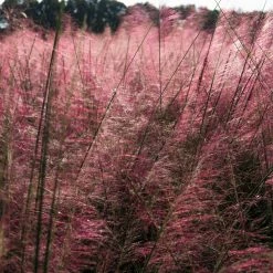 Perfect Plants All Shrubs & Hedges Dwarf Pink Muhly Grass Shrub