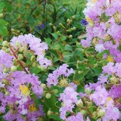 Perfect Plants Muskogee Crape Myrtle Tree All Trees