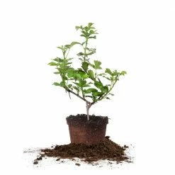 Perfect Plants All Fruit & Nut Trees Natchez Blackberry Bush