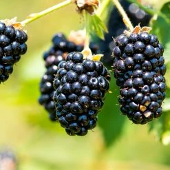 Perfect Plants Navaho Blackberry Bush