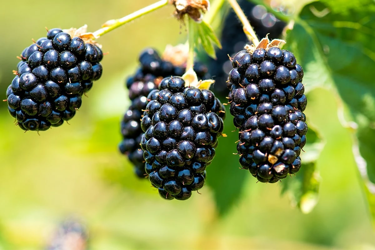 Perfect Plants All Fruit & Nut Trees Natchez Blackberry Bush 4 Perfect Plants All Fruit & Nut Trees Natchez Blackberry Bush