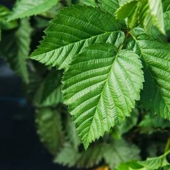 Perfect Plants Navaho Blackberry Bush