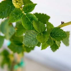 Perfect Plants Navaho Blackberry Bush