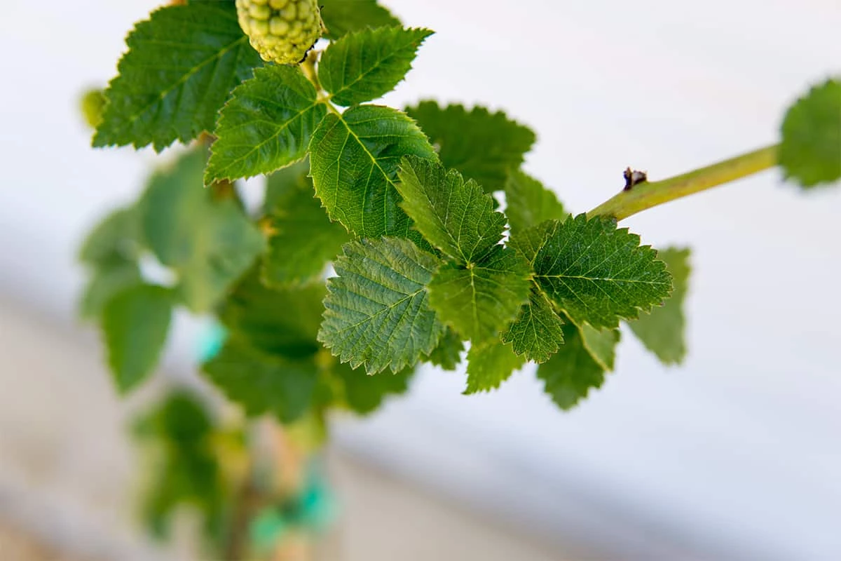 Perfect Plants All Fruit & Nut Trees Natchez Blackberry Bush 6 Perfect Plants All Fruit & Nut Trees Natchez Blackberry Bush