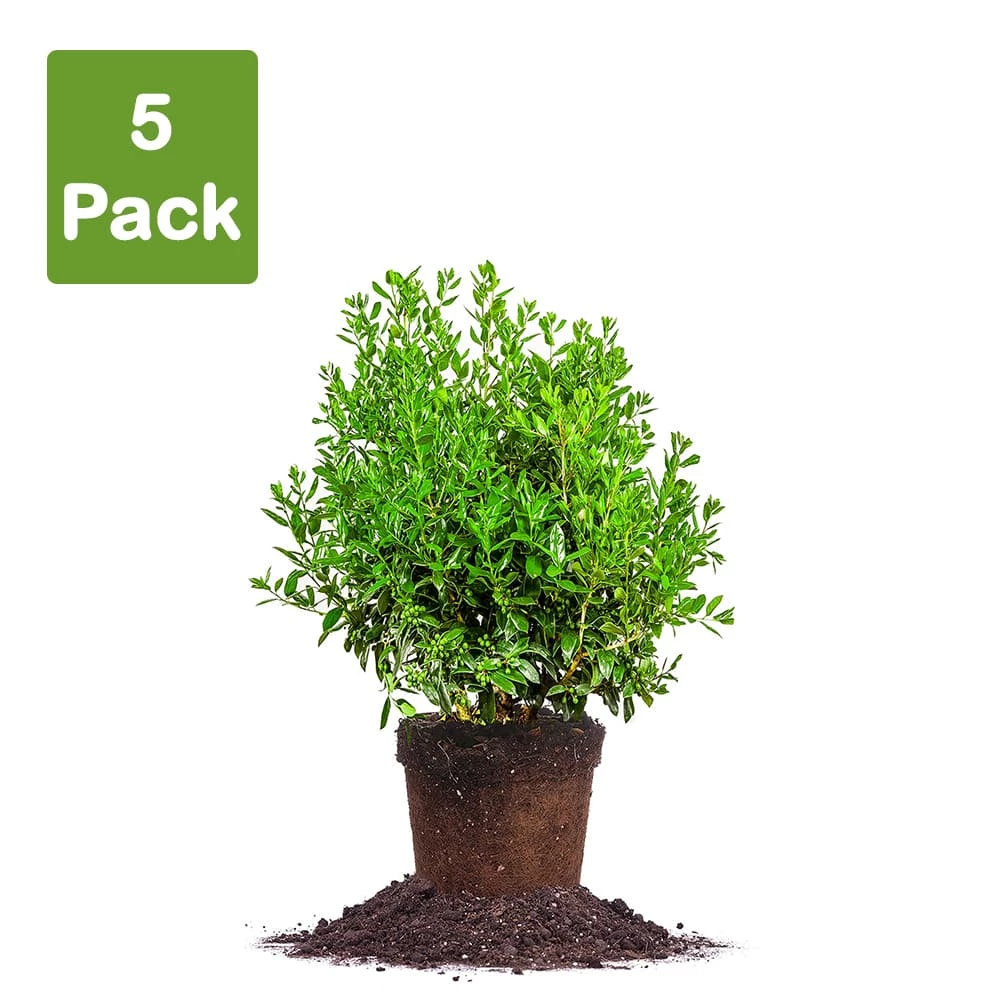 Perfect Plants Needlepoint Holly 6 Perfect Plants Needlepoint Holly