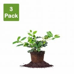 Perfect Plants Nellie Stevens Holly