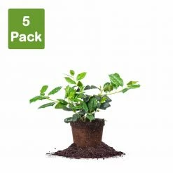 Perfect Plants Nellie Stevens Holly