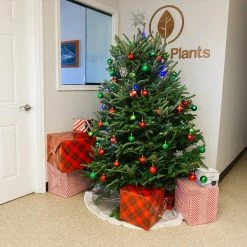 Perfect Plants Fresh Fraser Fir Christmas Tree