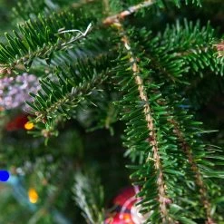 Perfect Plants Fresh Fraser Fir Christmas Tree