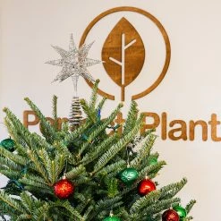 Perfect Plants Fresh Fraser Fir Christmas Tree