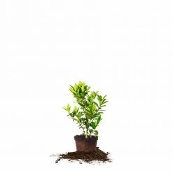 Perfect Plants Oak Leaf™ Holly