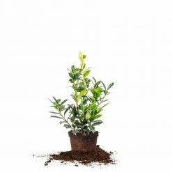 Perfect Plants Oak Leaf™ Holly