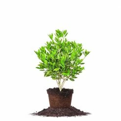 Perfect Plants All Shrubs & Hedges Ocala Anise