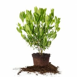 Perfect Plants All Shrubs & Hedges Ocala Anise