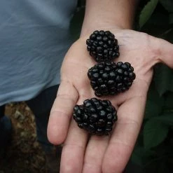 Perfect Plants Ouachita Blackberry Bush